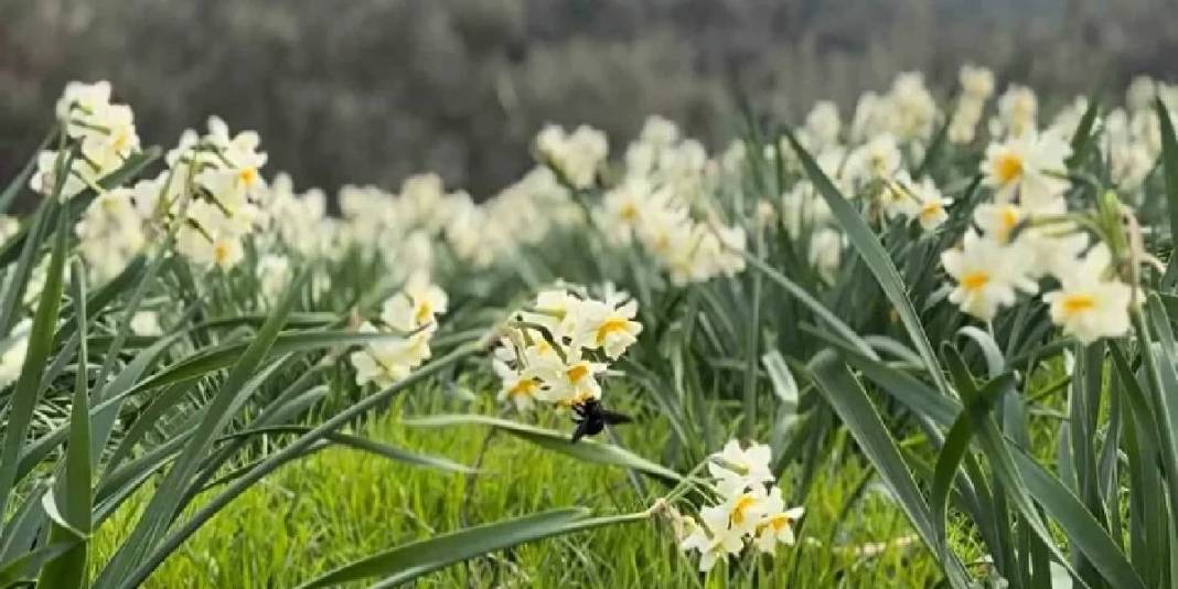 Alzheimer tedavisinin kritik maddesi: ‘Beyaz altın’ hasadı başladı! 3